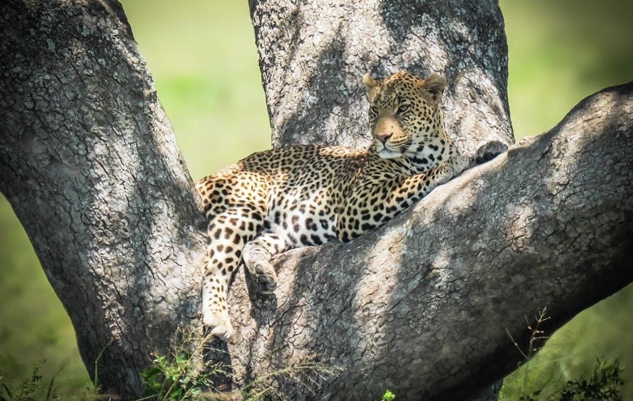 Léopard au repos dans la fourche d'un arbre, Serengeti National Park, Tanzanie